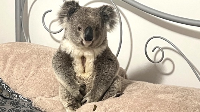 Koala in search of bear necessities winds up in woman’s bedroom