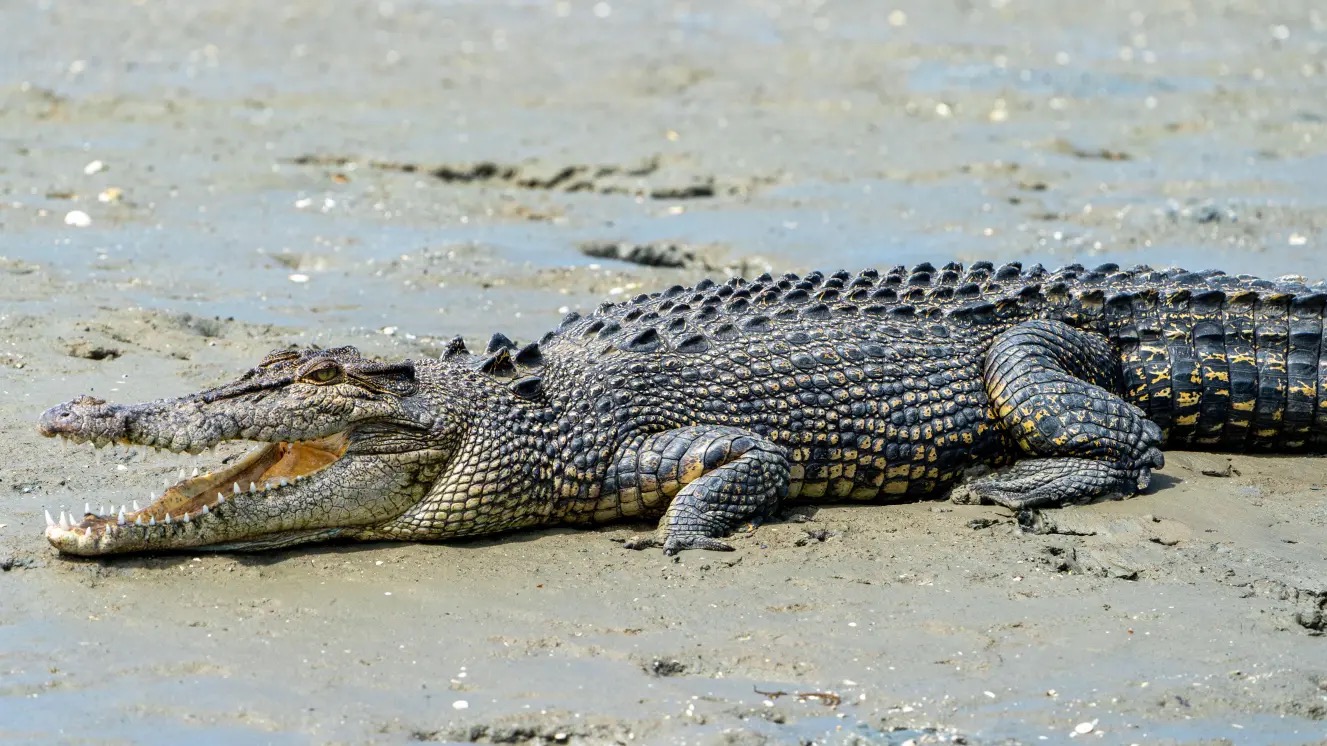 River crawling with crocodiles is approved as Olympic rowing venue